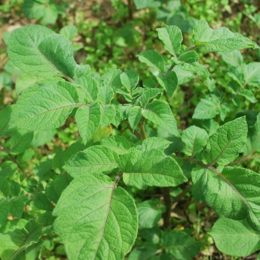 Solanum tuberosum cvs